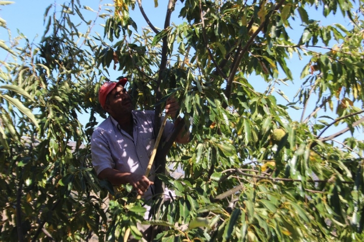 Aydın Dağlarında Kestane Bereketi