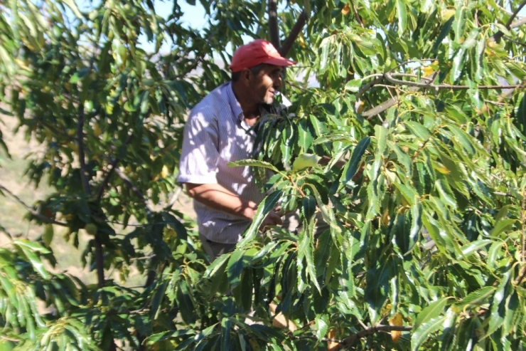 Aydın Dağlarında Kestane Bereketi