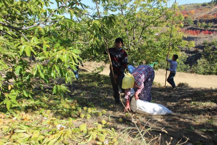 Aydın Dağlarında Kestane Bereketi
