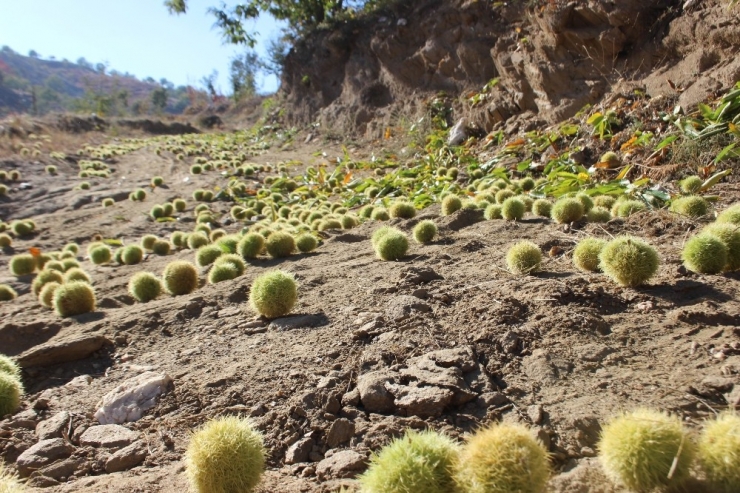 Aydın Dağlarında Kestane Bereketi