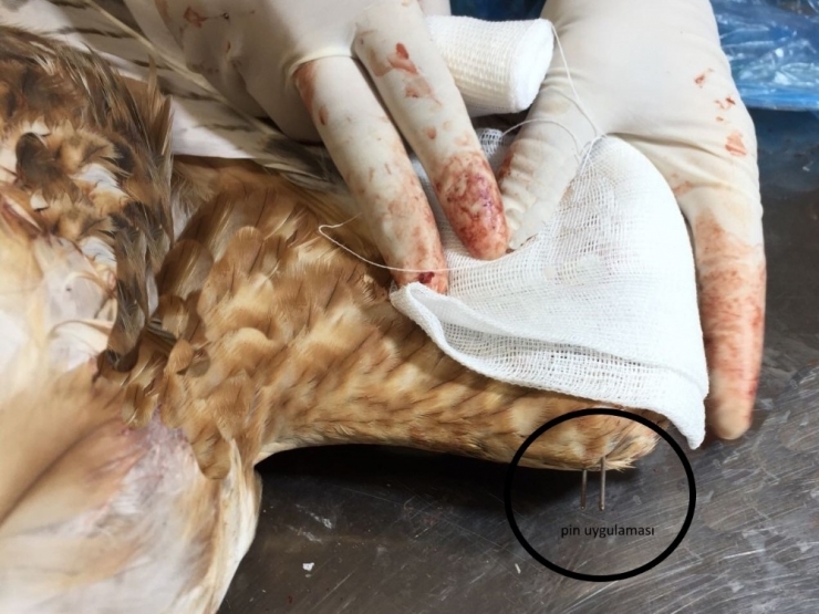 Yaralı Şahin Sağlığına Kavuştu