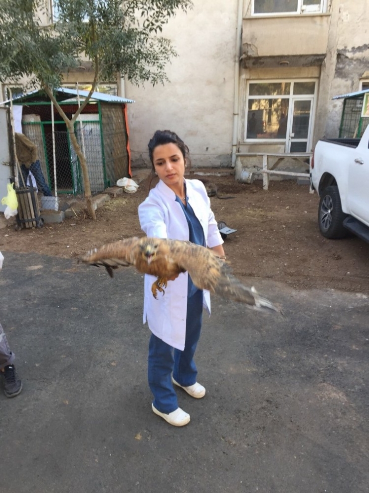 Yaralı Şahin Sağlığına Kavuştu