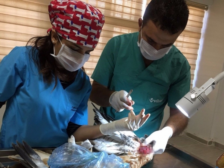 Yaralı Şahin Sağlığına Kavuştu