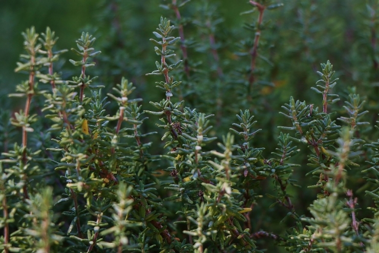 “Şifa Kaynağı Kekik, Zeytin Bahçelerine De Mutlaka Ekilmeli”