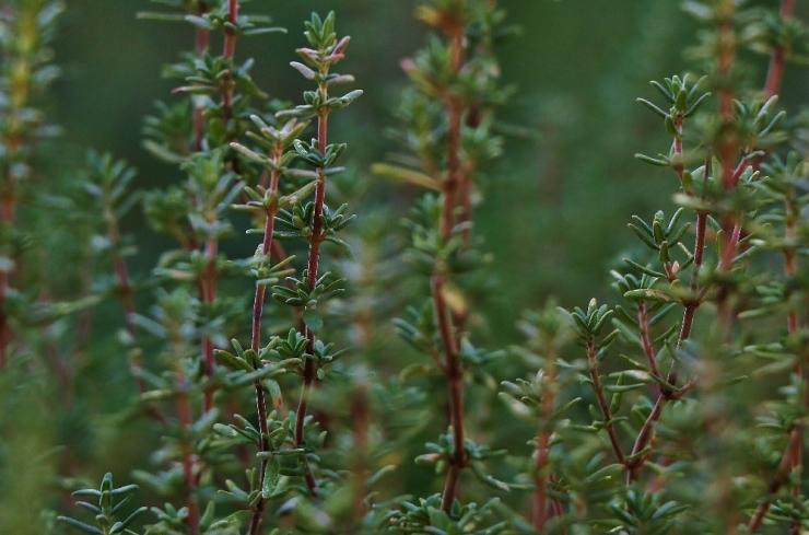 “Şifa Kaynağı Kekik, Zeytin Bahçelerine De Mutlaka Ekilmeli”