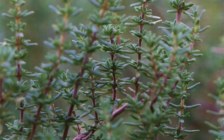 “Şifa Kaynağı Kekik, Zeytin Bahçelerine De Mutlaka Ekilmeli”