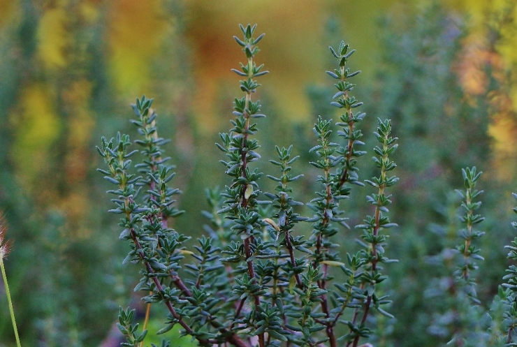 “Şifa Kaynağı Kekik, Zeytin Bahçelerine De Mutlaka Ekilmeli”