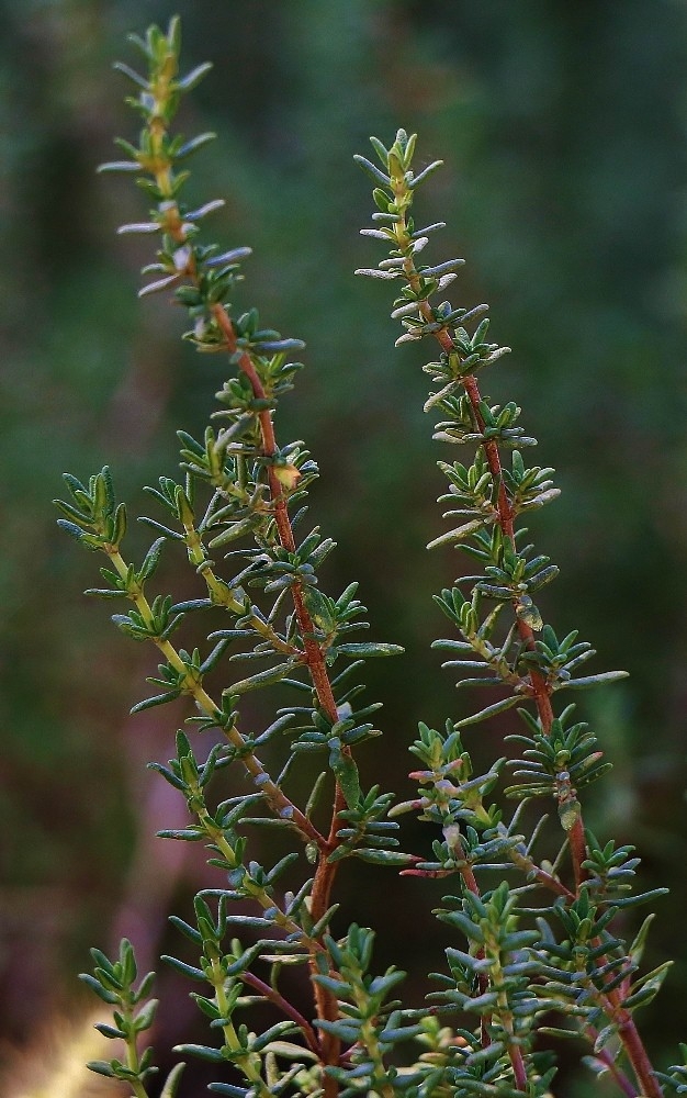 “Şifa Kaynağı Kekik, Zeytin Bahçelerine De Mutlaka Ekilmeli”