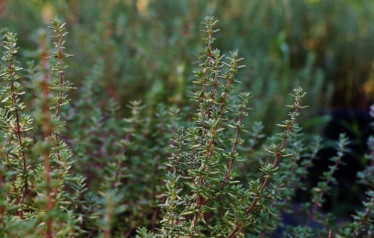 “Şifa Kaynağı Kekik, Zeytin Bahçelerine De Mutlaka Ekilmeli”