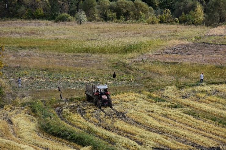 Dünyaca Ünlü ’Sarı Kılçık’ Pirinci Yabani Ot Tehdidinde