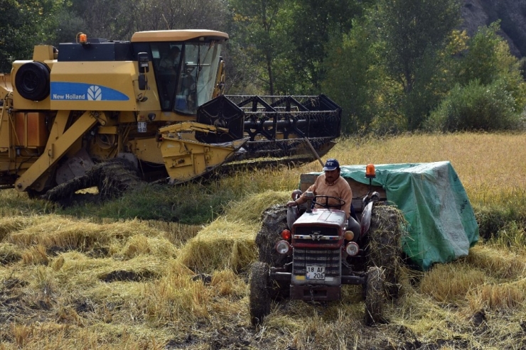 Dünyaca Ünlü ’Sarı Kılçık’ Pirinci Yabani Ot Tehdidinde