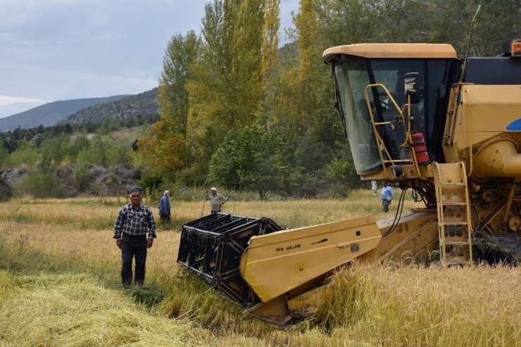 Dünyaca Ünlü ’Sarı Kılçık’ Pirinci Yabani Ot Tehdidinde