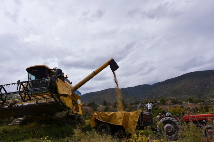 Dünyaca Ünlü ’Sarı Kılçık’ Pirinci Yabani Ot Tehdidinde