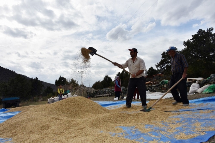 Dünyaca Ünlü ’Sarı Kılçık’ Pirinci Yabani Ot Tehdidinde