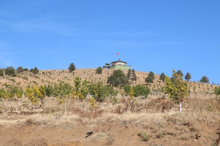 Kemah Ve Ceviz Aşkına Milyonlarca Liralık Yatırım