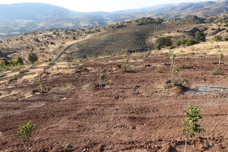 Kemah Ve Ceviz Aşkına Milyonlarca Liralık Yatırım