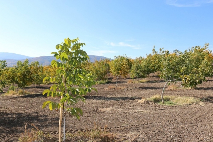 Kemah Ve Ceviz Aşkına Milyonlarca Liralık Yatırım