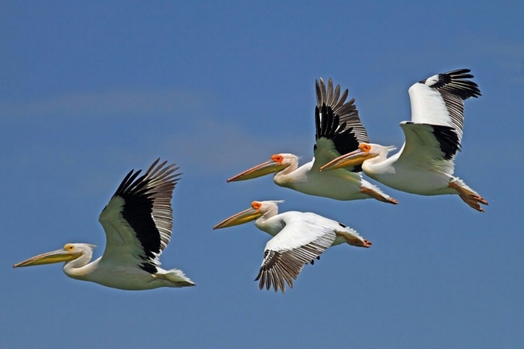 Yedikuğular Kuş Cenneti’ne Kamera Sistemi Kuruluyor