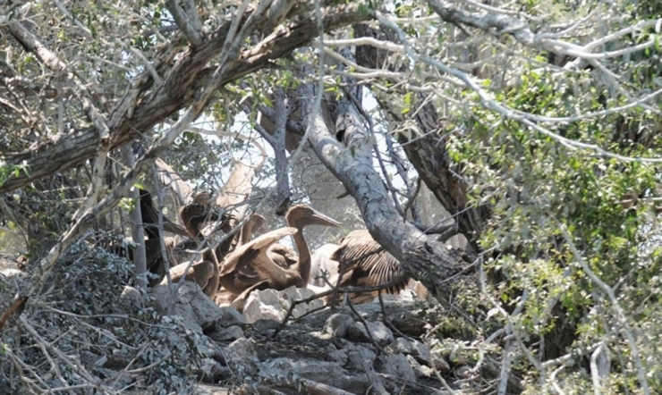 Yedikuğular Kuş Cenneti’ne Kamera Sistemi Kuruluyor