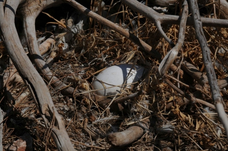 Yedikuğular Kuş Cenneti’ne Kamera Sistemi Kuruluyor