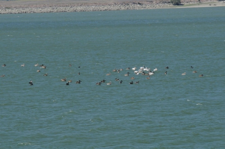 Yedikuğular Kuş Cenneti’ne Kamera Sistemi Kuruluyor