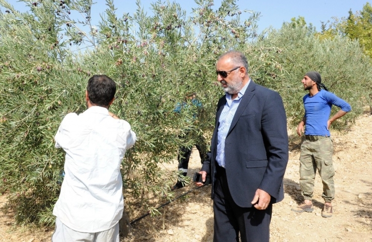 Tarihi Manastırda Zeytin Hasadı Başladı