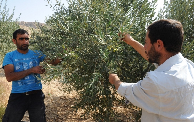 Tarihi Manastırda Zeytin Hasadı Başladı