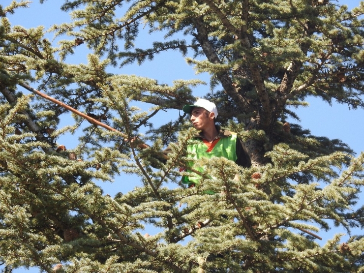 Toroslar’da Sedir Kozalağı Hasadı Başladı