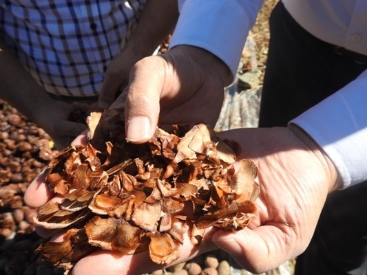 Toroslar’da Sedir Kozalağı Hasadı Başladı