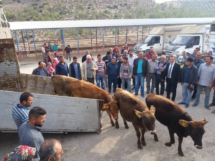 Mut’ta Genç Çiftçilere 144 Büyükbaş