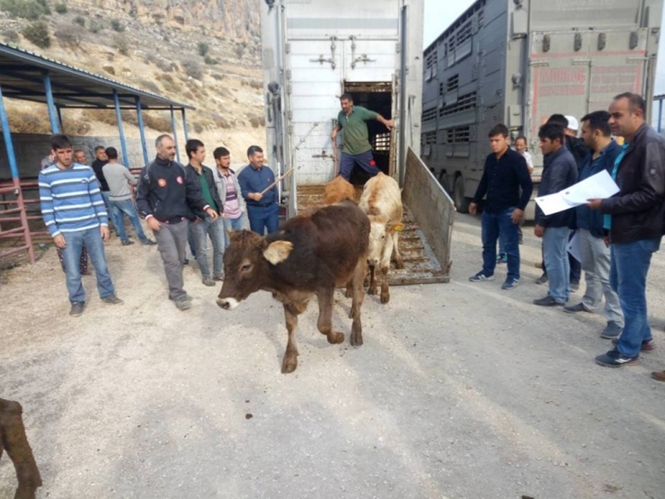 Mut’ta Genç Çiftçilere 144 Büyükbaş