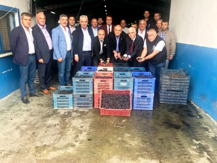 Mudanya Zeytin Kooperatifi Zeytin Alımlarına Başladı