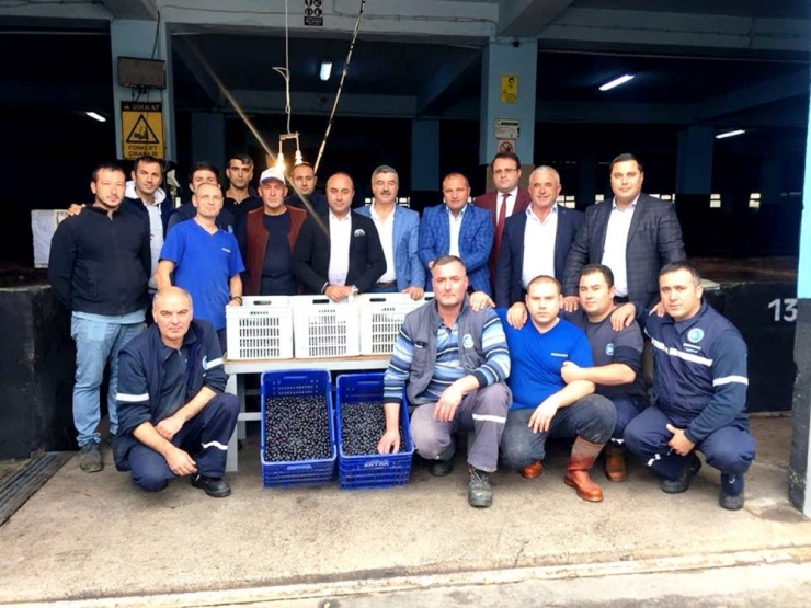 Mudanya Zeytin Kooperatifi Zeytin Alımlarına Başladı