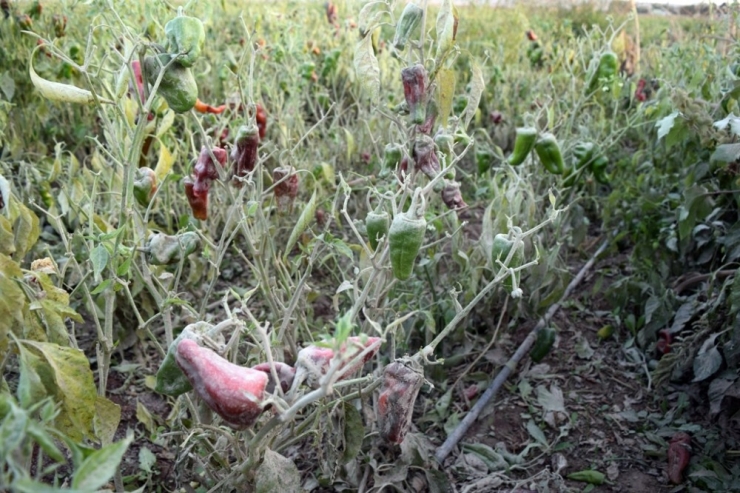 Hafriyat Kamyonlarının Kaldırdığı Toz Tarladaki Biberleri Kuruttu