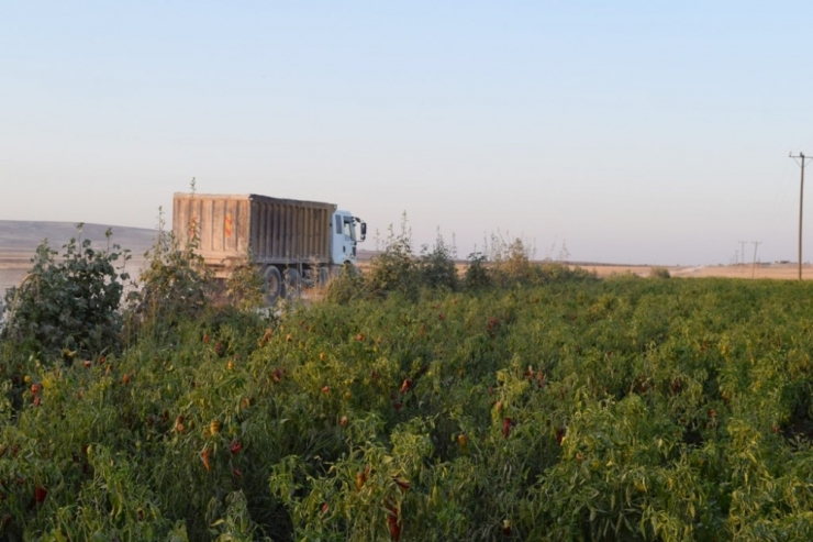 Hafriyat Kamyonlarının Kaldırdığı Toz Tarladaki Biberleri Kuruttu