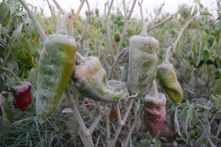 Hafriyat Kamyonlarının Kaldırdığı Toz Tarladaki Biberleri Kuruttu