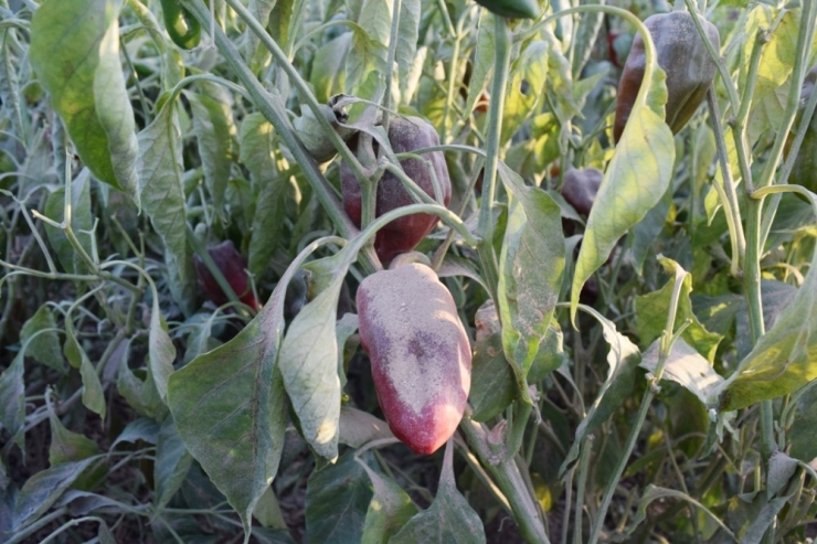 Hafriyat Kamyonlarının Kaldırdığı Toz Tarladaki Biberleri Kuruttu