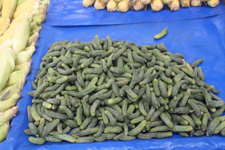 Turşuluk Sezonu Kapanıyor