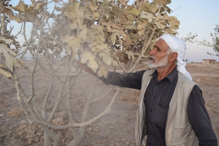 Hafriyat Kamyonlarının Kaldırdığı Toz Tarladaki Biberleri Kuruttu