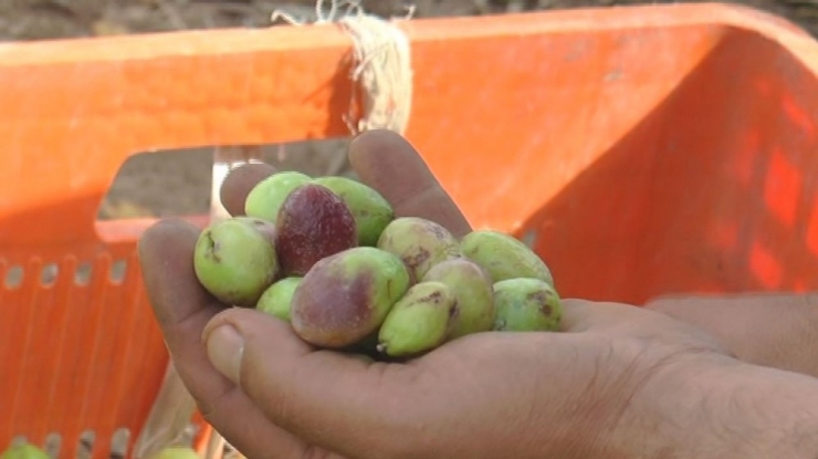 Zeytin Fiyatları Artacak