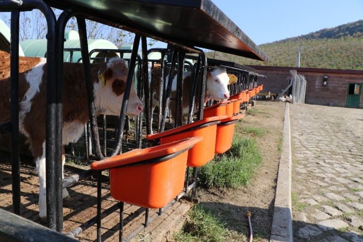 23 Yıllık Biyoloji Öğretmeni, Hayalini Kurduğu Çiftlikte Kendi Markasını Üretti