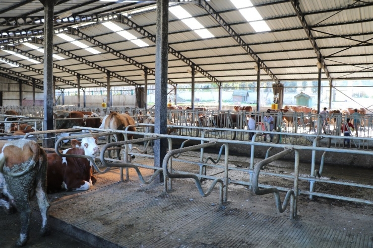 23 Yıllık Biyoloji Öğretmeni, Hayalini Kurduğu Çiftlikte Kendi Markasını Üretti