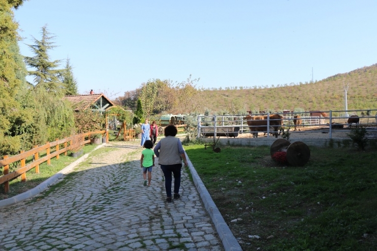 23 Yıllık Biyoloji Öğretmeni, Hayalini Kurduğu Çiftlikte Kendi Markasını Üretti