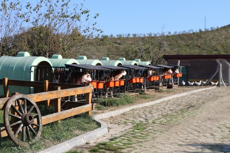 23 Yıllık Biyoloji Öğretmeni, Hayalini Kurduğu Çiftlikte Kendi Markasını Üretti