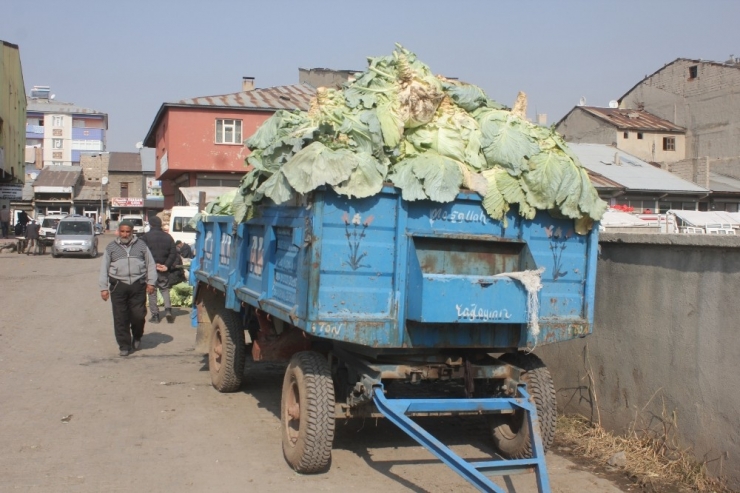 Ağrı’da Yerli Lahana Alıcı Bekliyor