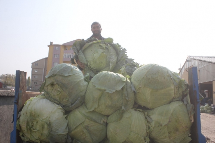 Ağrı’da Yerli Lahana Alıcı Bekliyor