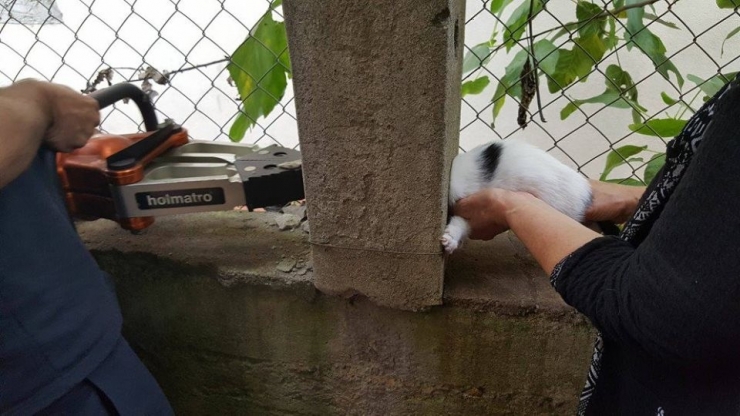 İtfaiye Ekipleri Sıkışan Kediyi Kurtardı