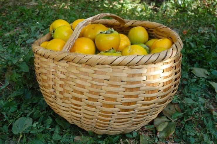 Van’da Cennet Hurması Yetiştirildi