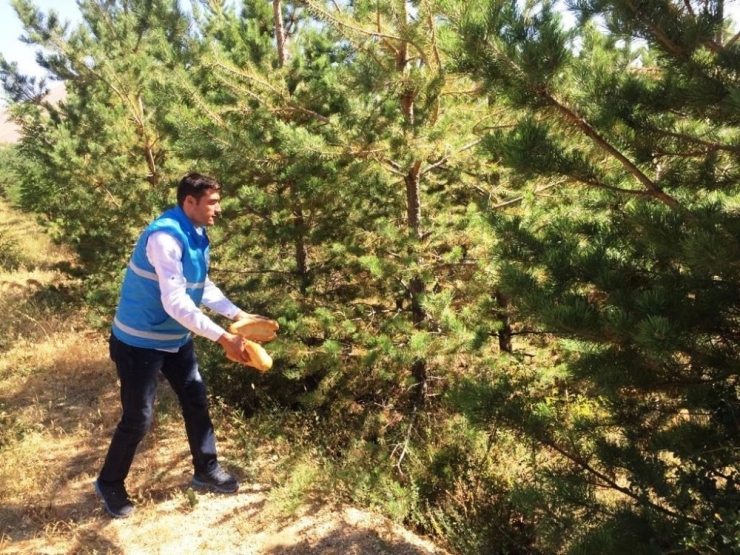 Yaban Hayatı Unutulmuyor