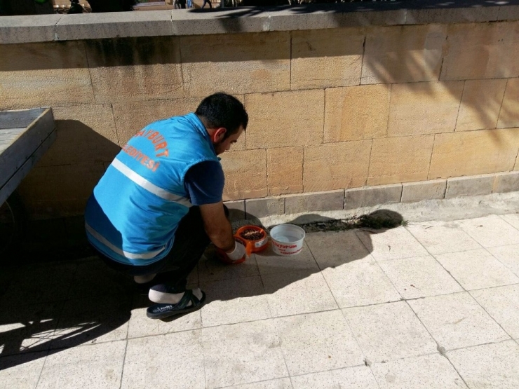 Yaban Hayatı Unutulmuyor